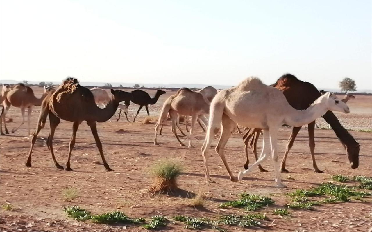 Kasbah Les Alizes Du Desert M'Hamid Bagian luar foto